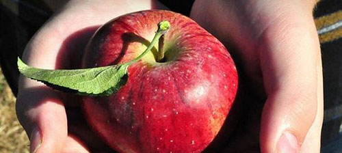 Apples price Bristol-K