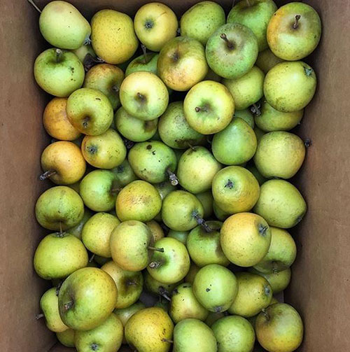 Apples price Hastings