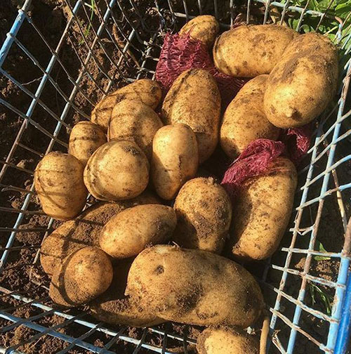 Big potatoes Warrington