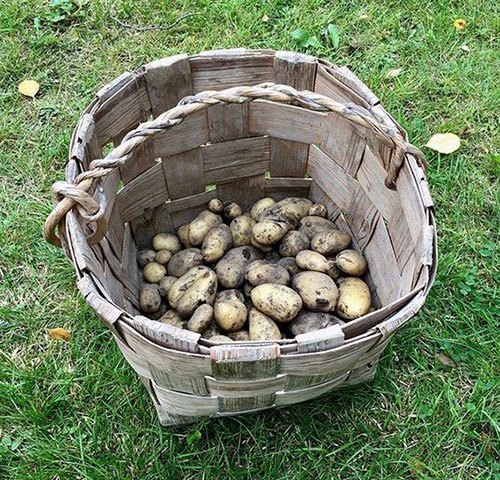 Big potatoes Dumfries-Galloway