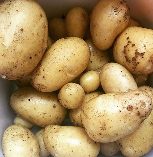 Big potatoes Fairbanks