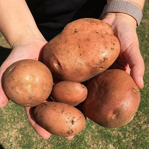 Big potatoes Hamilton-C