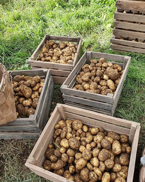 Big potatoes North-East-Lincolnshire