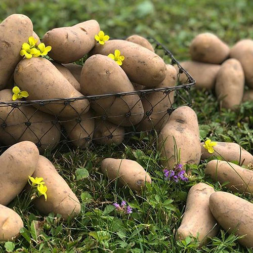 Big potatoes Savannah