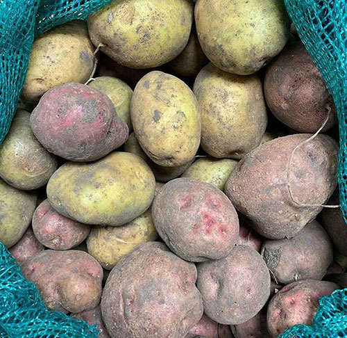 Big potatoes Cornwall