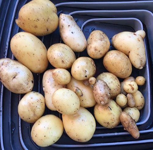 Big potatoes Stockton