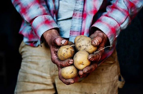 Big potatoes Carmarthenshire